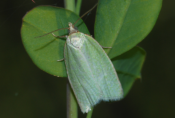 Tortrix viridana